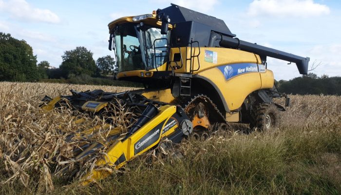 Battage de maïs à chenille
